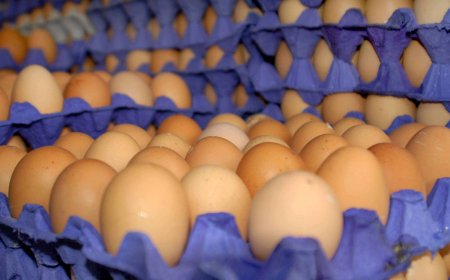 البيض" يتراجع