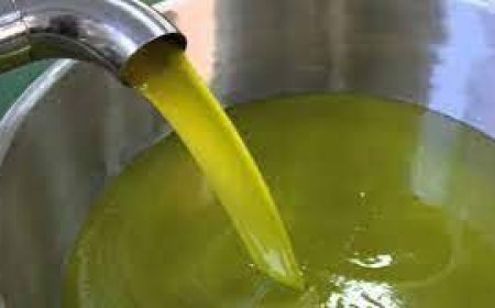 تراجع كبير في محصول زيت الزيتون لهذه السنة بجيجل 