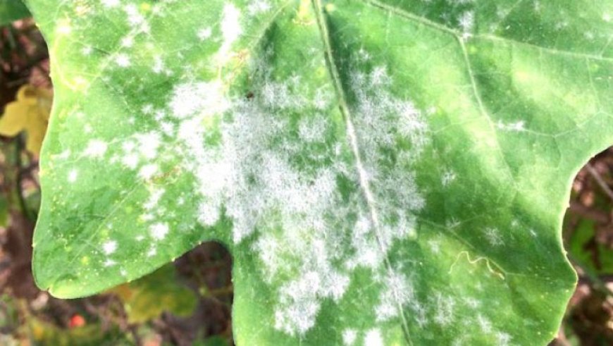 عنابة: "خبراء يحذرون  من انتشار مرض البياض الزغبي   في حقول البطاطا  