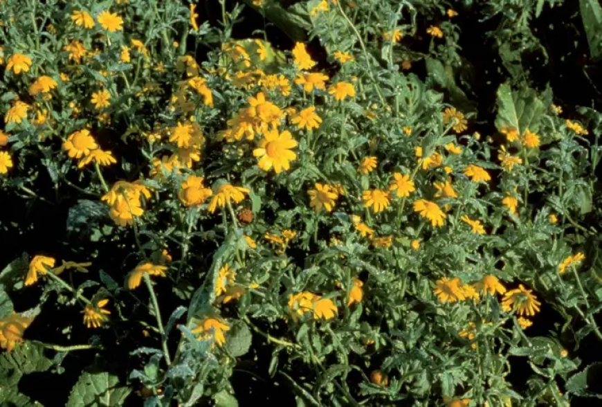 أحياء كلاها "الحشيش" بعنابة