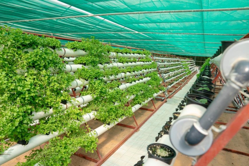 تحويل المزارع النموذجية إلى وحدات إنتاجية
