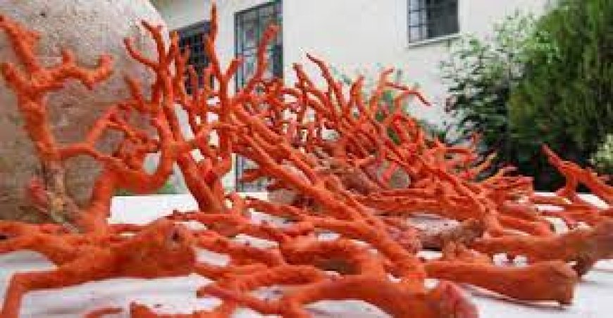 عنابة: حجز كمية معتبرة من المرجان ومعدات صيد بحري 