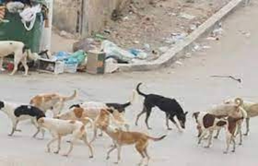  حملة على الكلاب الضالة بعين جبارة