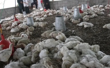قالمة:  نفوق 3500 طير من دجاج ببوحشانة 