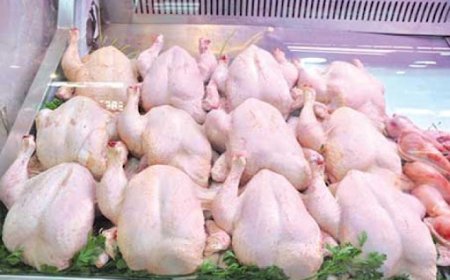 أوناب يشرع غدا الاثنين في تسويق كميات معتبرة من الدجاج المستورد لضبط السوق