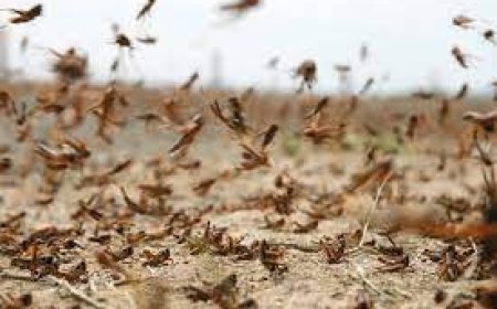 تكوين أفارقة في مكافحة الجراد