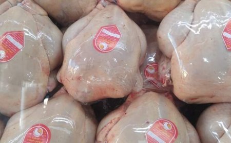 عنابة: أسعار الدجاج تتعدي عتبة 500 دج للكيلوغرام