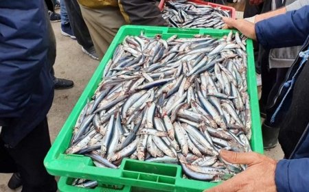 عنابة : سمك السردين لمن استطاع إليه سبيلا