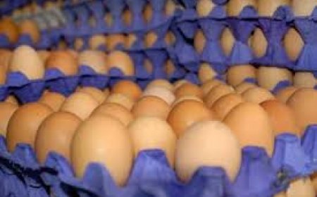 عنابة: انخفاض في أسعــــار البيض بالأسواق المحلية