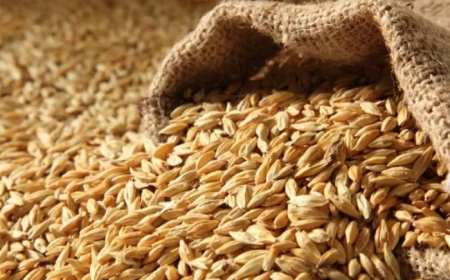    توزيع أكثر من مليون قنطار من الشعير لفائدة مربي المواشي