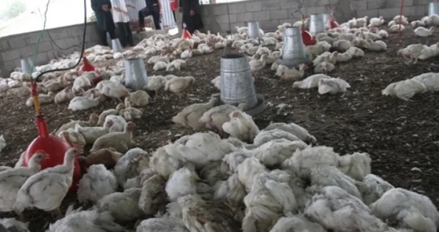قالمة:  نفوق 3500 طير من دجاج ببوحشانة 