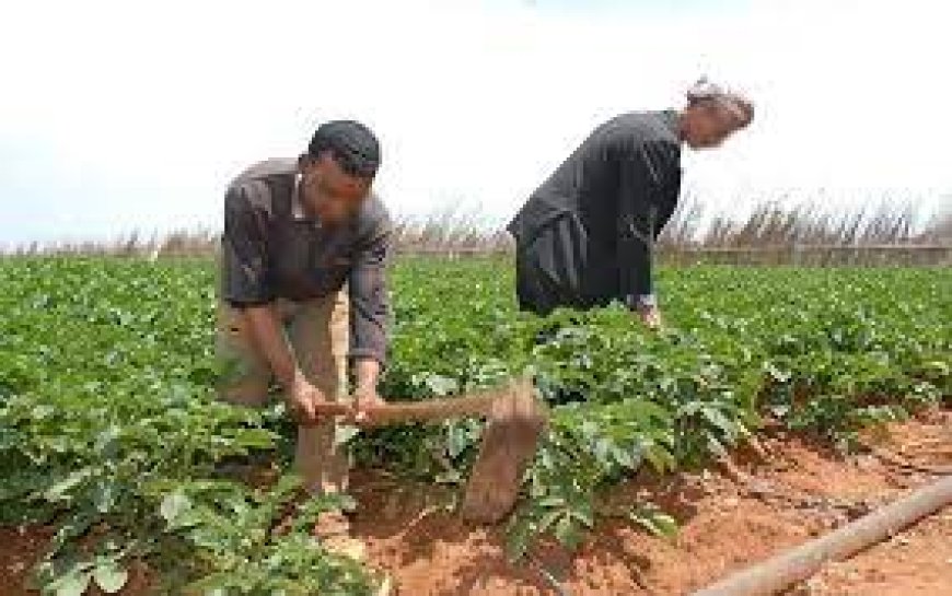  خبر "سار" الفلاحين