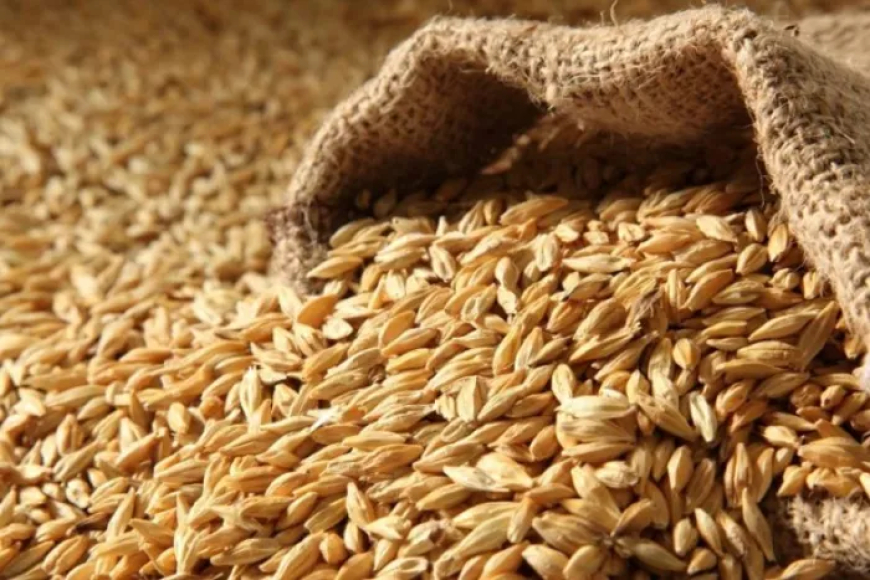    توزيع أكثر من مليون قنطار من الشعير لفائدة مربي المواشي