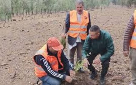 غرس 600 شجيرة بسكيكدة
