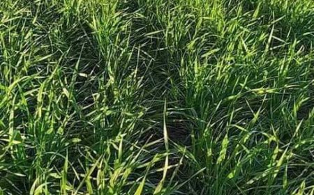 مديرية الفلاحة بقسنطينة تحذر