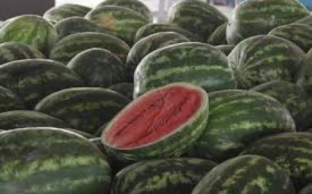 الدلاع يغزو الأسواق