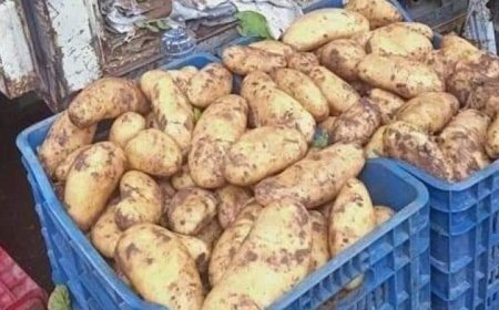 عنابة: البطاطا بـ 130 دينارا جزائريا بالأسواق