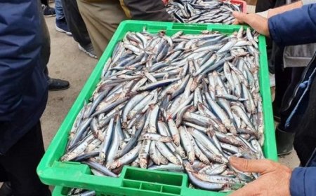 انخفاض في أسعار السردين بأسواق عنابة