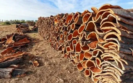 توقعات بإنتاج أكثر من 13 ألف قنطار من الفلين في الطارف