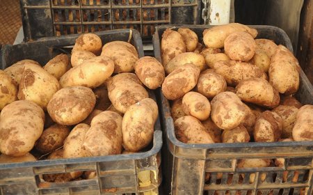 حرب البطاطا