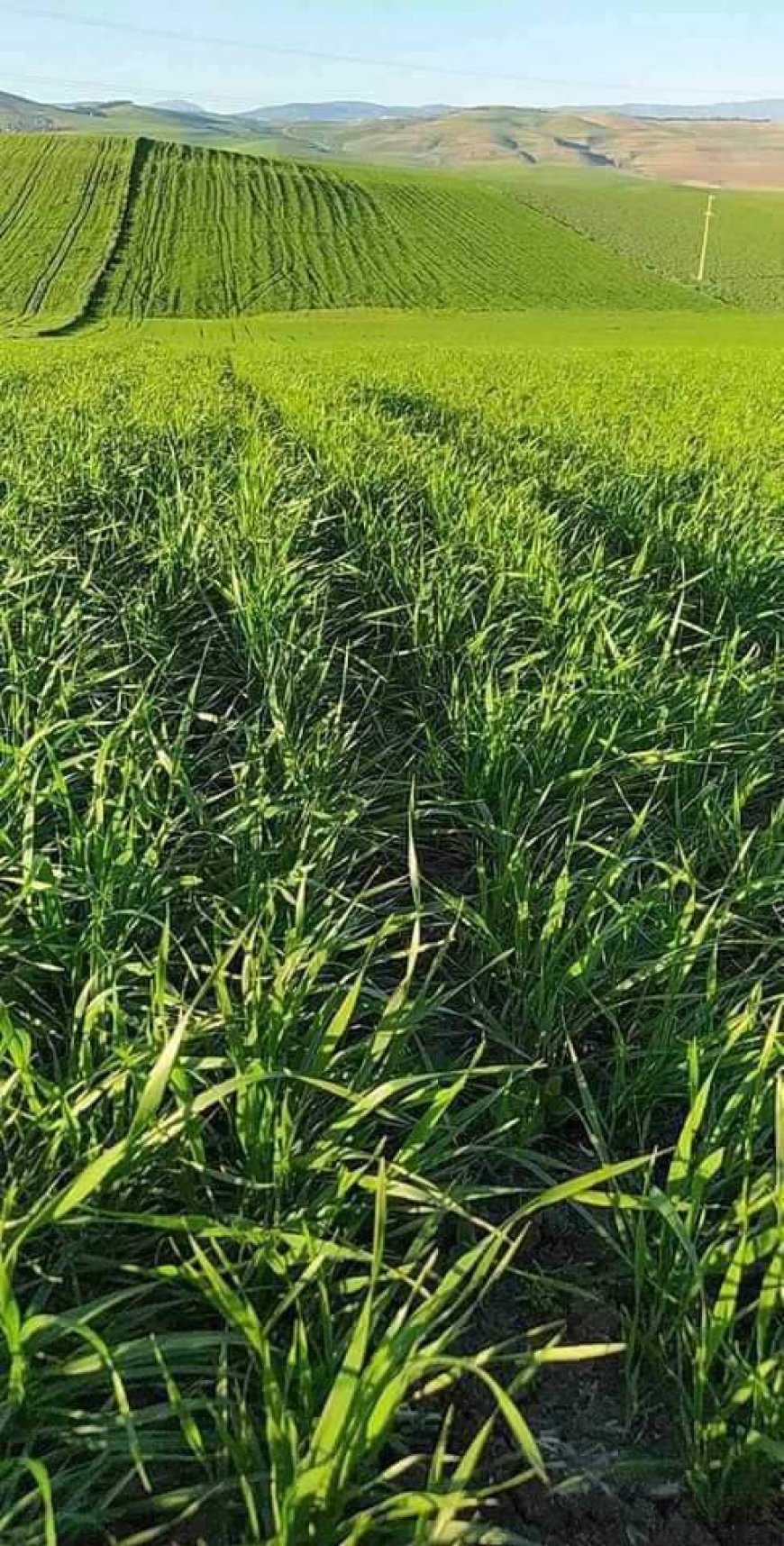 مديرية الفلاحة بقسنطينة تحذر