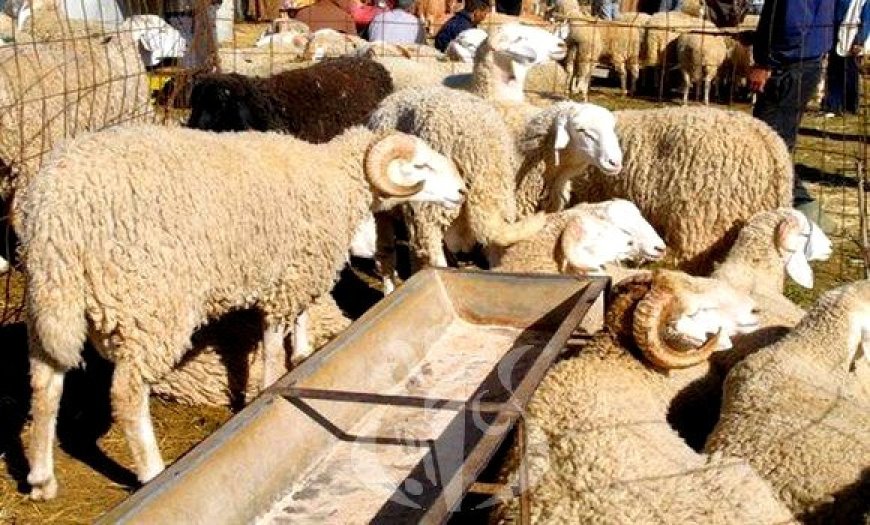 تخفيضات هامة لمربي الأغنام والدواجن