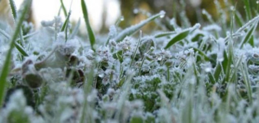 الصقيع يكبد فلاحي باتنة أضرار كبيرة في أشجار التفاح
