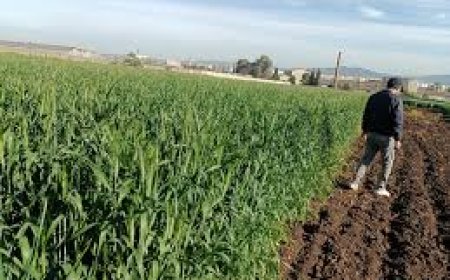 أبواب مفتوحة على المزرعة التجريبية وإنتاج البذور بقالمة 