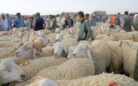 العوادة يلهبون سوق الماشية بالقنطرة  مع بدء العد التنازلي لعيد الأضحى