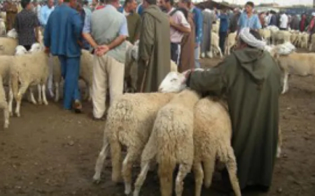 ميناء بجاية يستقبل أولى شحنات الأغنام المستوردة   