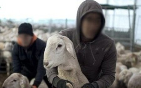 سرقة 27 خروفا من مستودع ببلدية الشرفة