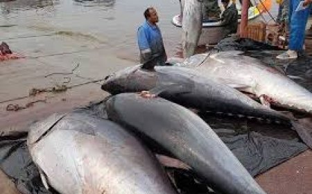 إنشاء أول مزرعة لتسمين التونة في الجزائر سنة 2025