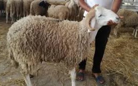 عنابة: نساء يلجأن لبيع مصوغاتهن لتوفير مصاريف عيد الأضحى