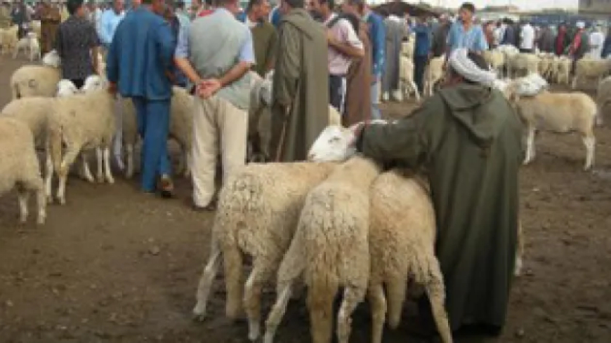 تبسة:  أسعار الكباش تبدأ من 17 مليون