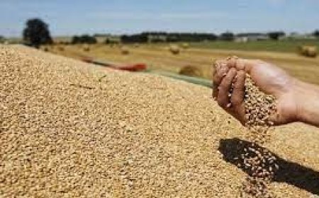 تحقيق وفرة في منتوج الحبوب بولاية باتنة وتوقعات بحصاد كميات معتبرة