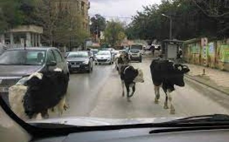 الأبقار مرة أخرى