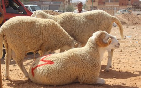 مدير الفلاحة بعنابة ينفي استيراد كباش العيد من رومانيا