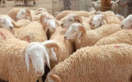 تجنيد أكثر من 2500 بيطريا لمراقبة عملية بيع وذبح أضاحي العيد