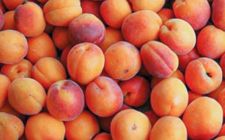 توقع جني قرابة 400 ألف قنطار من منتوج المشمش بباتنة