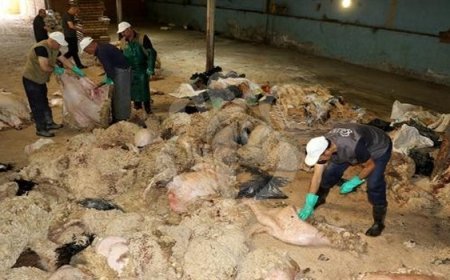 الجزائرية للجلود بوحدة باتنة تستقبل 105000 قطعة من الجلود