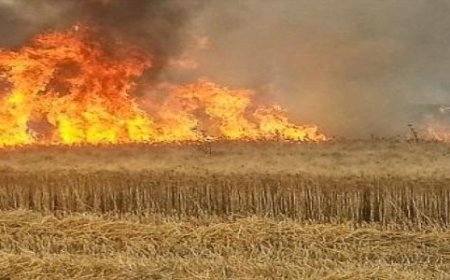 قالمة: 04 حرائق تأتي على ازيد من 40 هكتارا من المحاصيل الزراعية و 1200 حزمة تبن 
