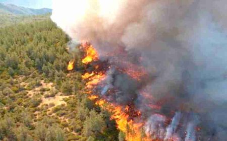 إتلاف 179 هكتار من الغطاء الغابي على المستوى الوطني