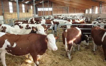 الغلق المؤقت للأسواق الأسبوعية للمواشي بسوق اهراس