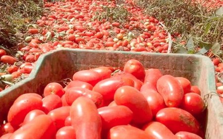 انطلاق حملة جني محصول الطماطم الصناعية بسكيكدة