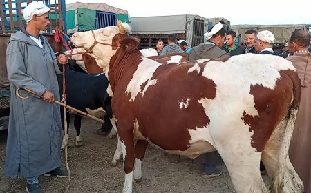 مير "الشريعة" يغلق سوق الأبقار 