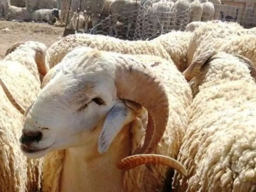 الجزائرية للحوم الحمراء تباشر عملية بيع الأضاحي بأسعار تتراوح بين 59 و90 ألف دج