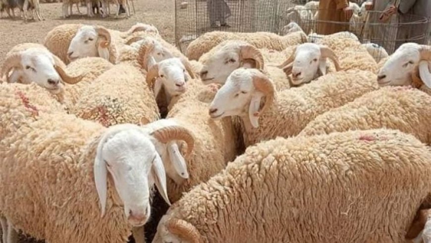 تجنيد أكثر من 2500 بيطريا لمراقبة عملية بيع وذبح أضاحي العيد