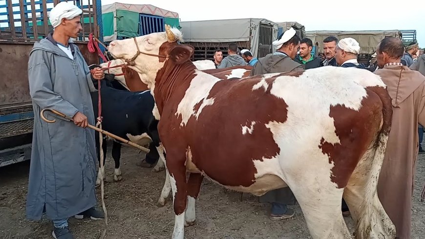 مير "الشريعة" يغلق سوق الأبقار 