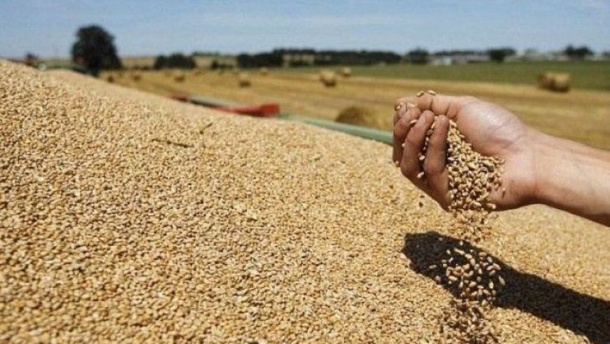 نحو بلوغ الاكتفاء الذاتي في مادة القمح الصلب بغضون سنة 2027
