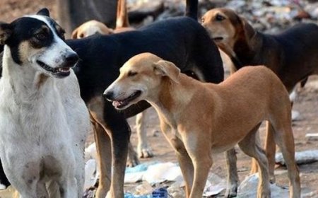 حملة على الكلاب الضالة بالبوني